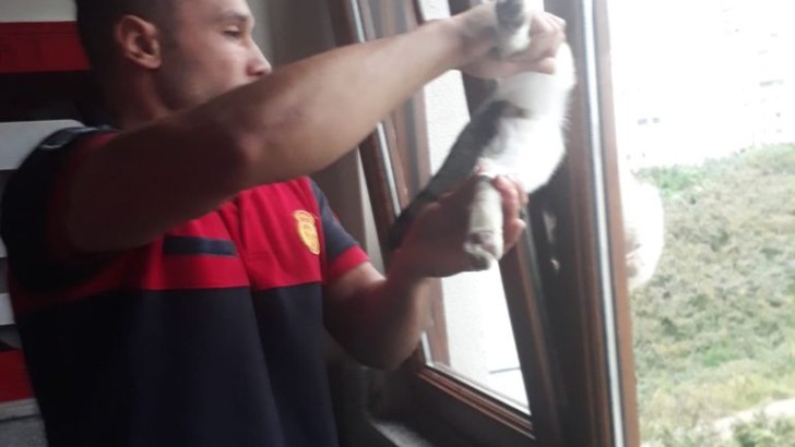 Ordu’da Pencereye sıkışan kediyi itfaiye kurtardı
