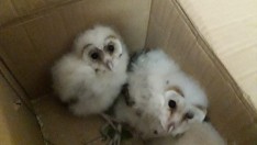 Çatıda mahsur kalan baykuş yavruları kurtarıldı