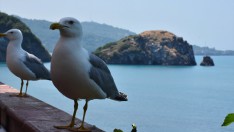 “Sakin şehrin” adası kuşlarıyla ilgi çekiyor