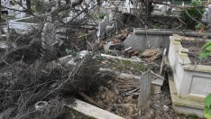 Ordu'da fırtına nedeniyle sökülen ağaçlar mezarlara zarar verdi